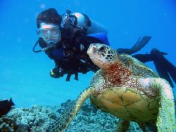 Diver and turtle. Maui, Hawaii. by Todd Meadows 